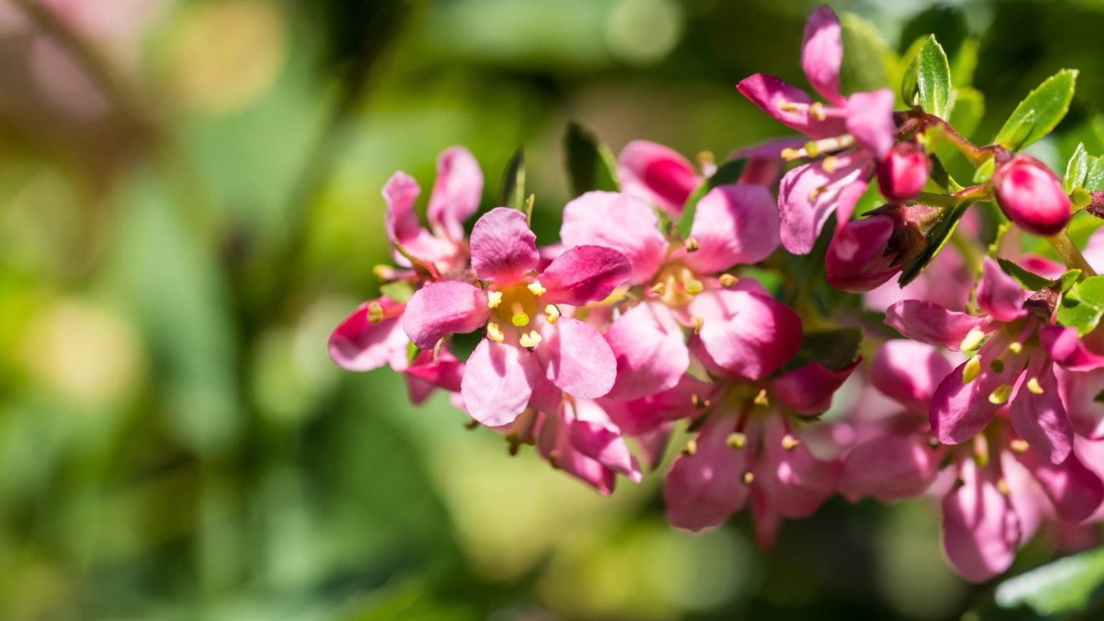 five-petalled pink flowers with yellow centres of an escallonia shrub