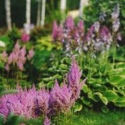 pink flowering astilbe and hostas growing together as companions in an open garden