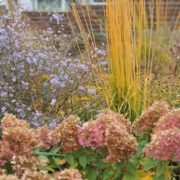 Molinia arundinacea in a herbaceous border with Hydrangea paniculata Limelight and Aster cordifolius Little Carlow