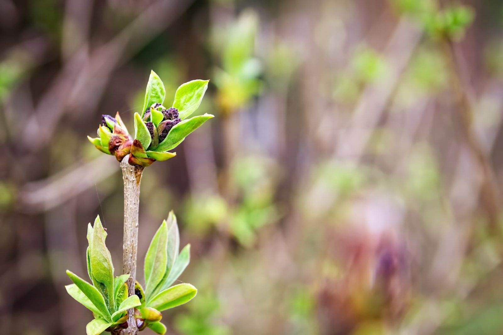 magnified view of Syringa vulgaris sapling
