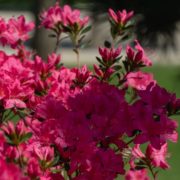 pink flowering azalea japonica with a large garden in the background