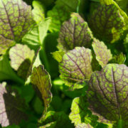 purple and green mustard leaves growing together outside