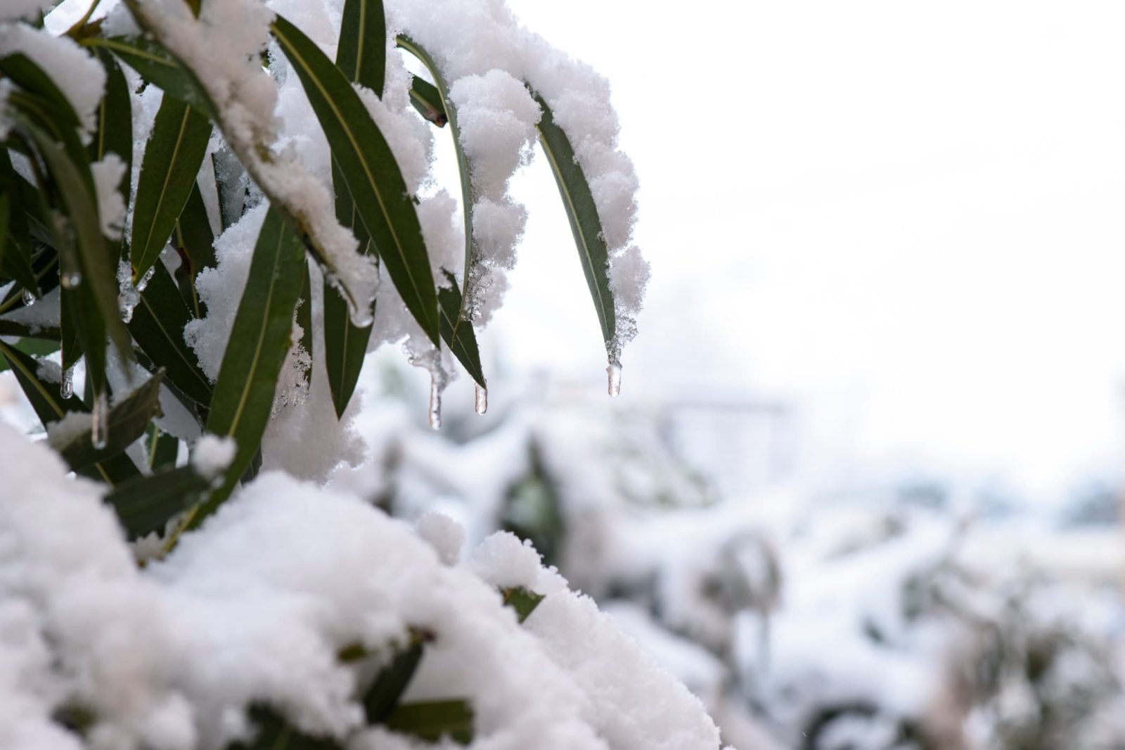 oleander foliage covered in snow