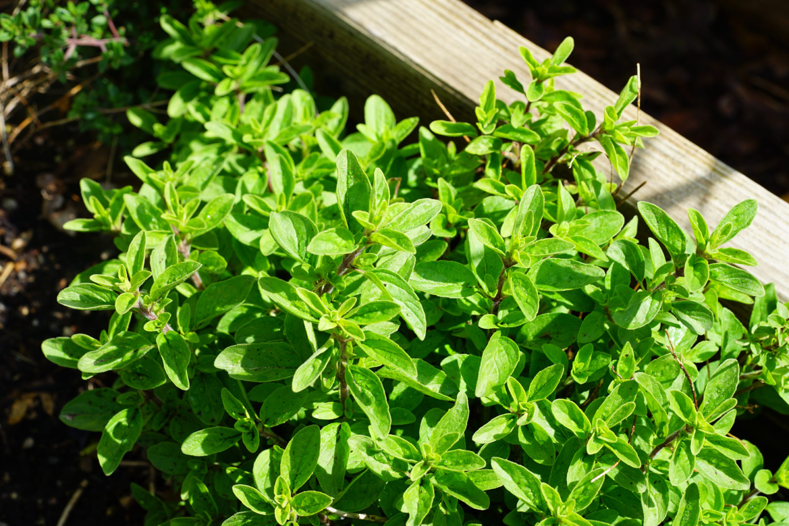 oregano plant with green leaves growing in a raised garden bed outside