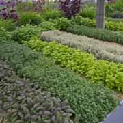 rows of herbs growing in a garden bed outside in a herb garden