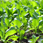 pak choi seedlings bearing a few green leaves growing outside in a field in rows