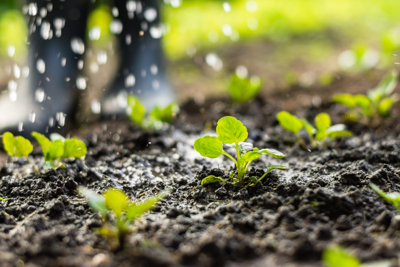 pansy seedlings growing in the ground in rows outside being watered
