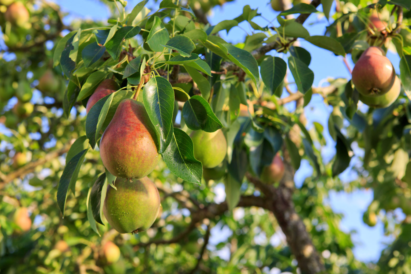 a pear tree bearing lots of green and red fruits and green leaves from thick woody branches growing outside in front of a blue sky