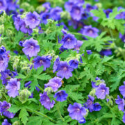 purple flowering shrub with green leaves growing outdoors