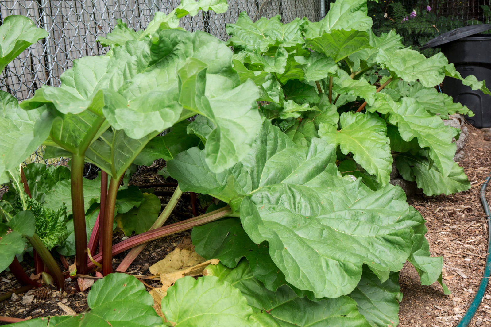 big green leaves growing from red and purple stems from a rhubarb plant growing in front of a wooden fence outside