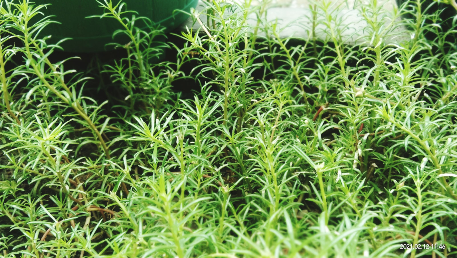 rosemary plant with tall green leaves growing outside