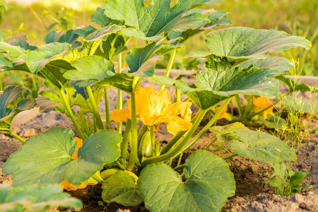 Planting Squash How, When & Where Horticulture.co.uk