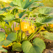squash plant with big green leaves and yellow flowers growing in the ground outside