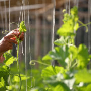 someone helping a squash plant to wrap its vines around the string support in a garden