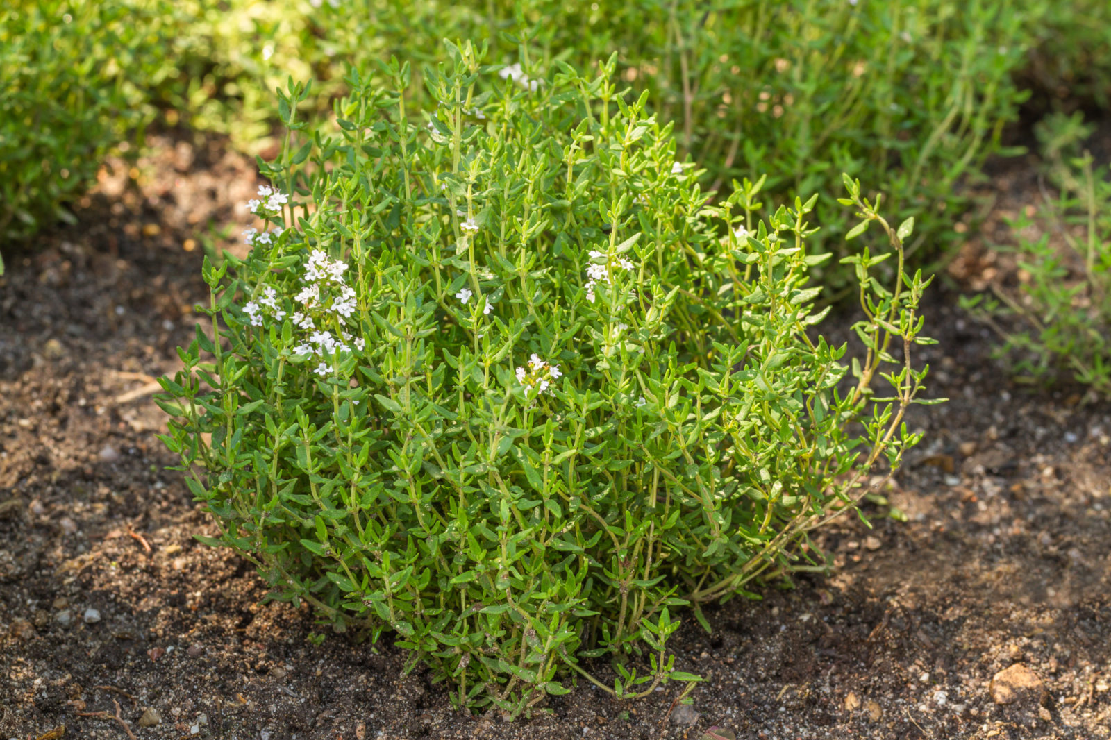 a thyme shrub with white flowers growing from the ground outside