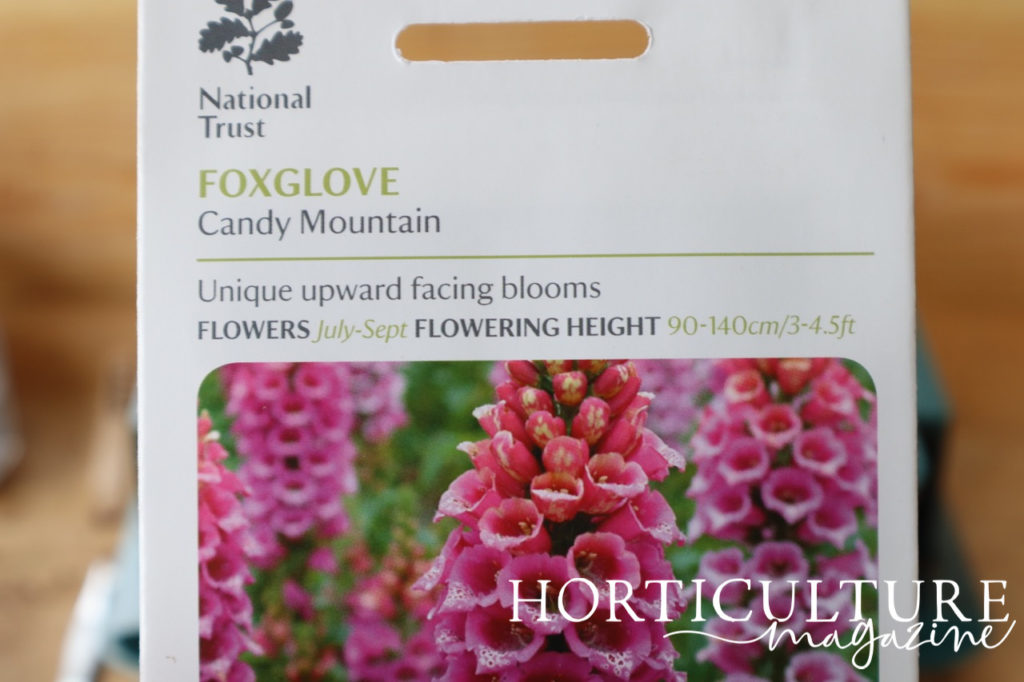 packet of foxglove 'candy mountain' seeds