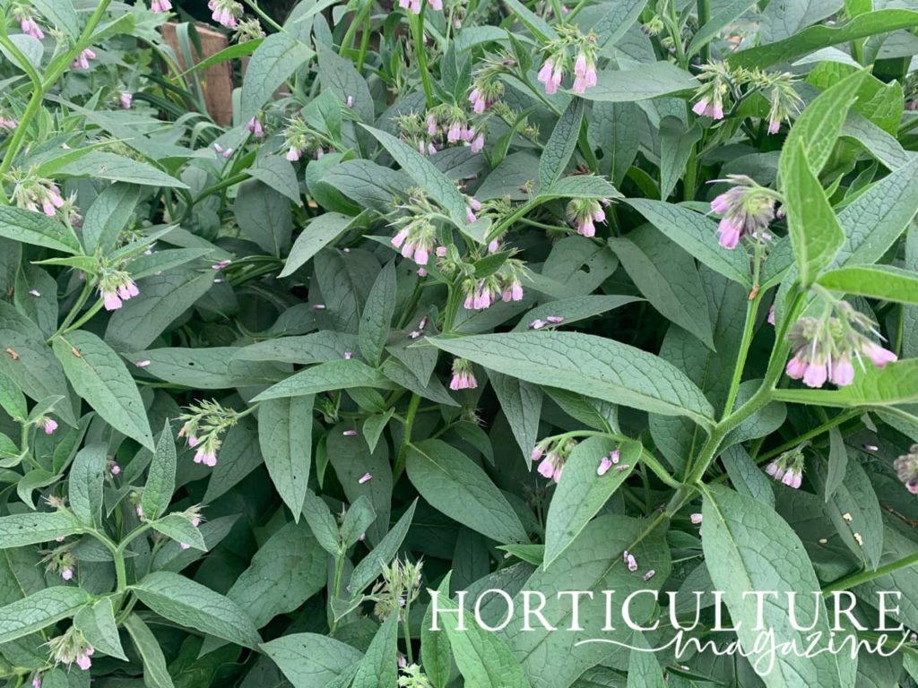 long leaves of comfrey with a deep green colour and hanging pink flowers in a bell shape