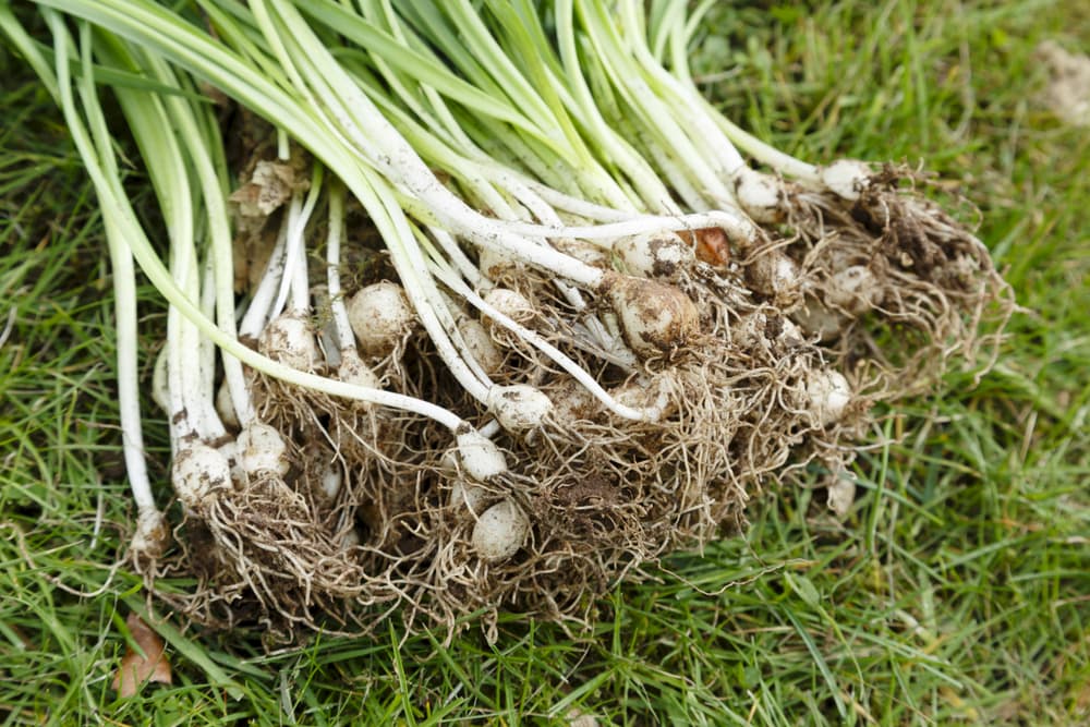 sprouting galanthus bulbs laid out on grass