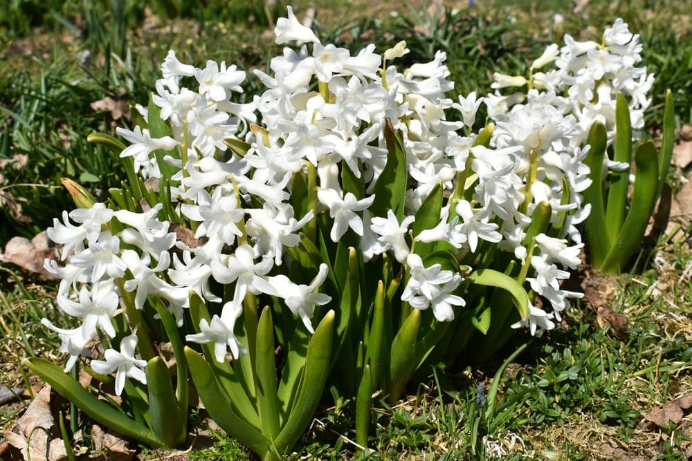 white flowers of hyacinthus ‘L'Innocence’