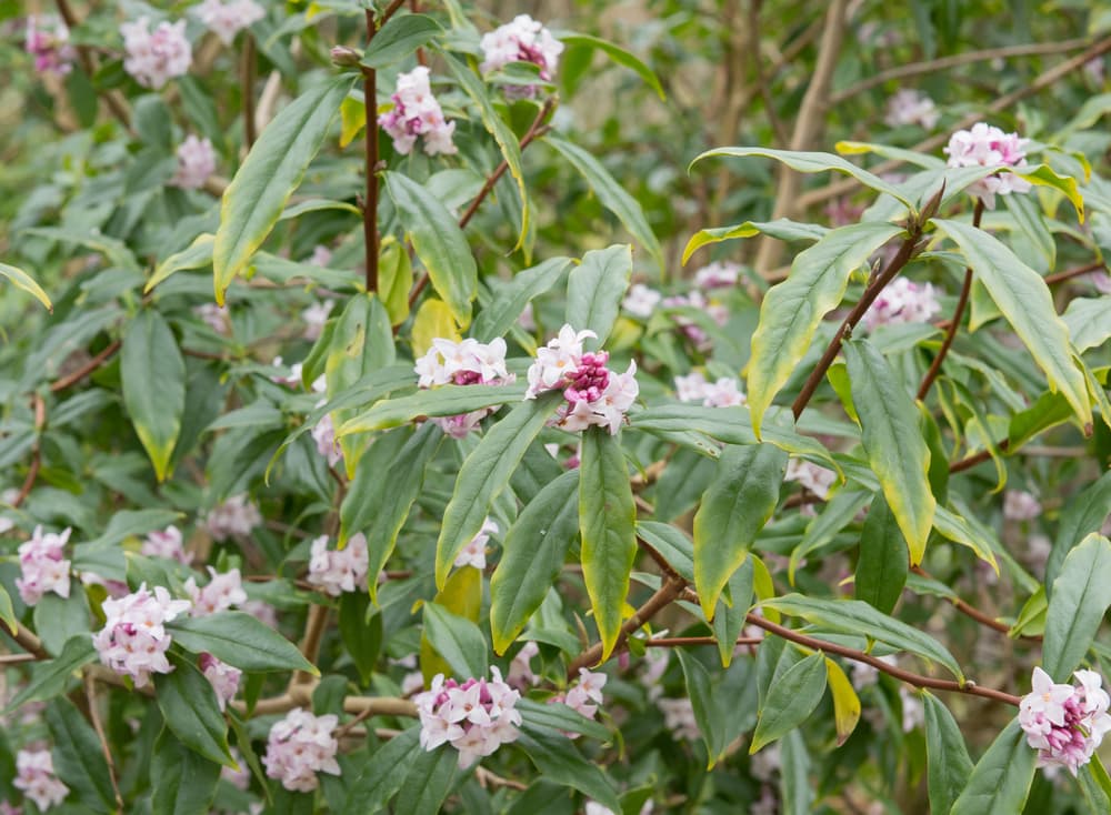 Daphne bholua 'Jacqueline Postill' in flower