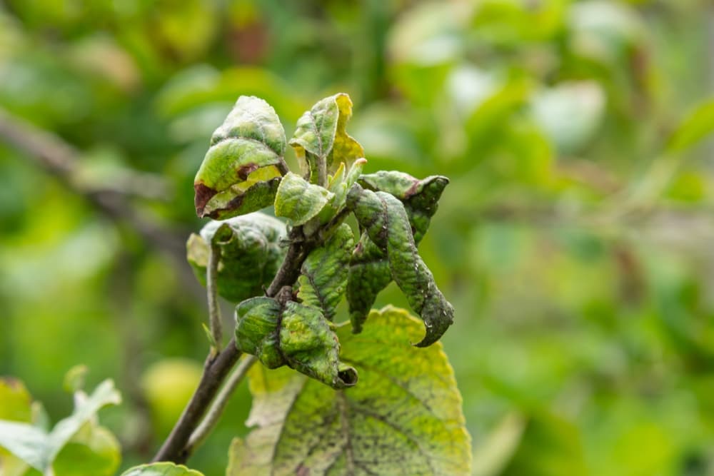 apple aphids with visible leaf damage