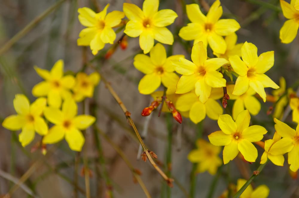 yellow six-petalled flowers of Jasminum nudiflorum