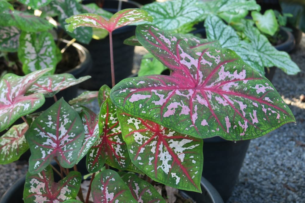 C. 'Carolyn Whorton' plants with red green and cream coloured veined leaved growing in pots