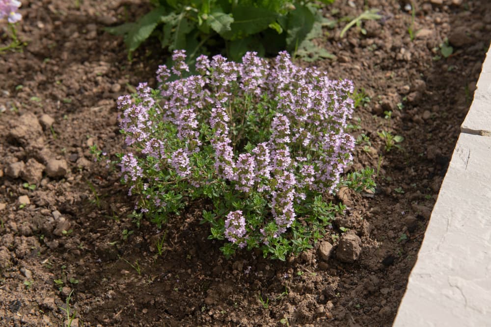summer flowering Thymus 'Porlock' growing in a raised border