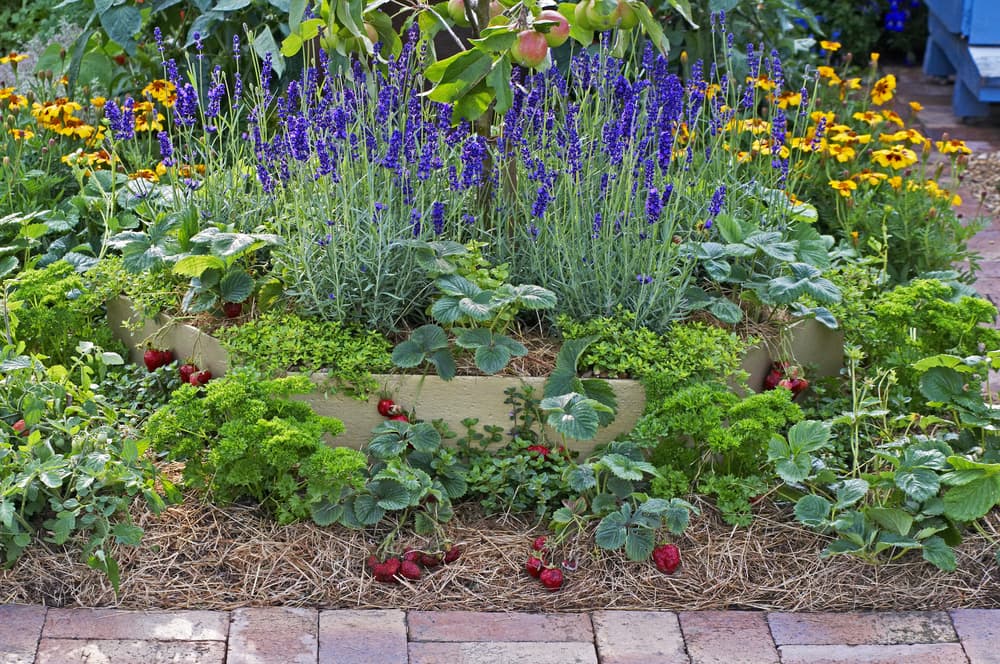 a small raised bed with strawberries, lavender and other herbs growing under an apple tree