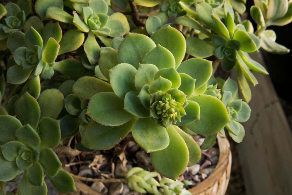 aeonium houseplants with fleshy leaves