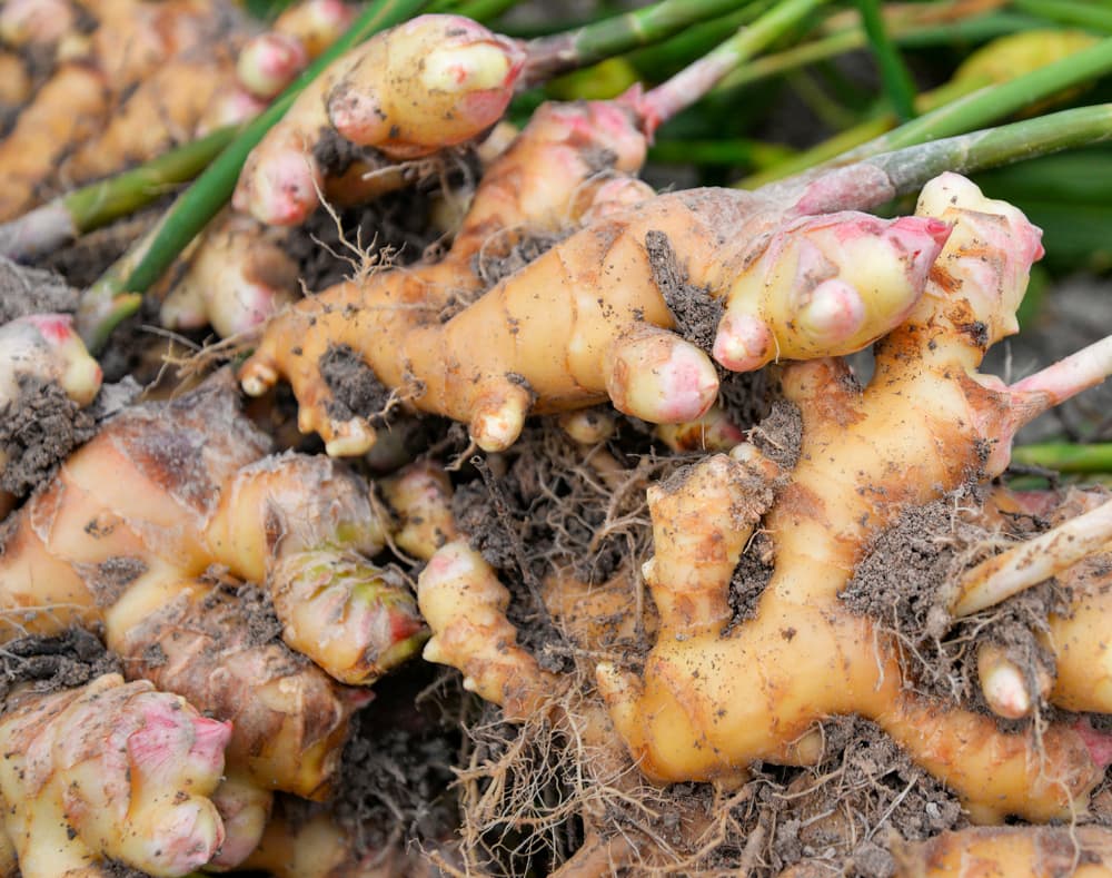 close up of harvested ginger roots still covered in loose soil