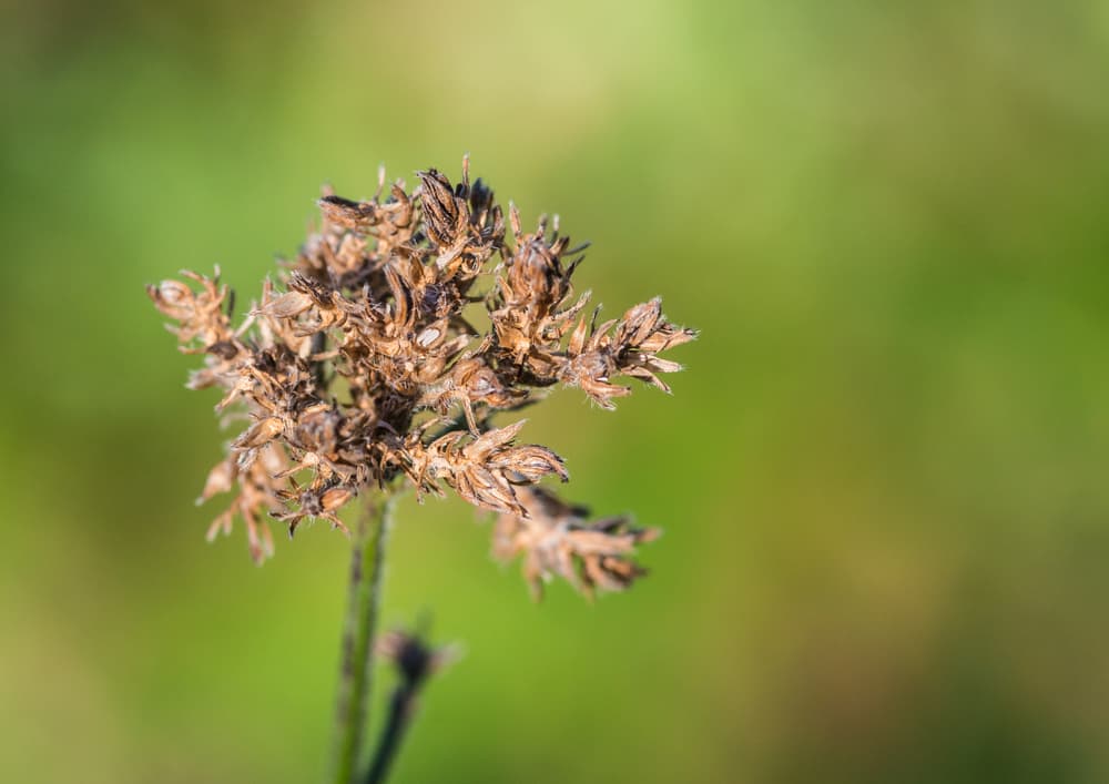 a dried seed head of a verbena plant