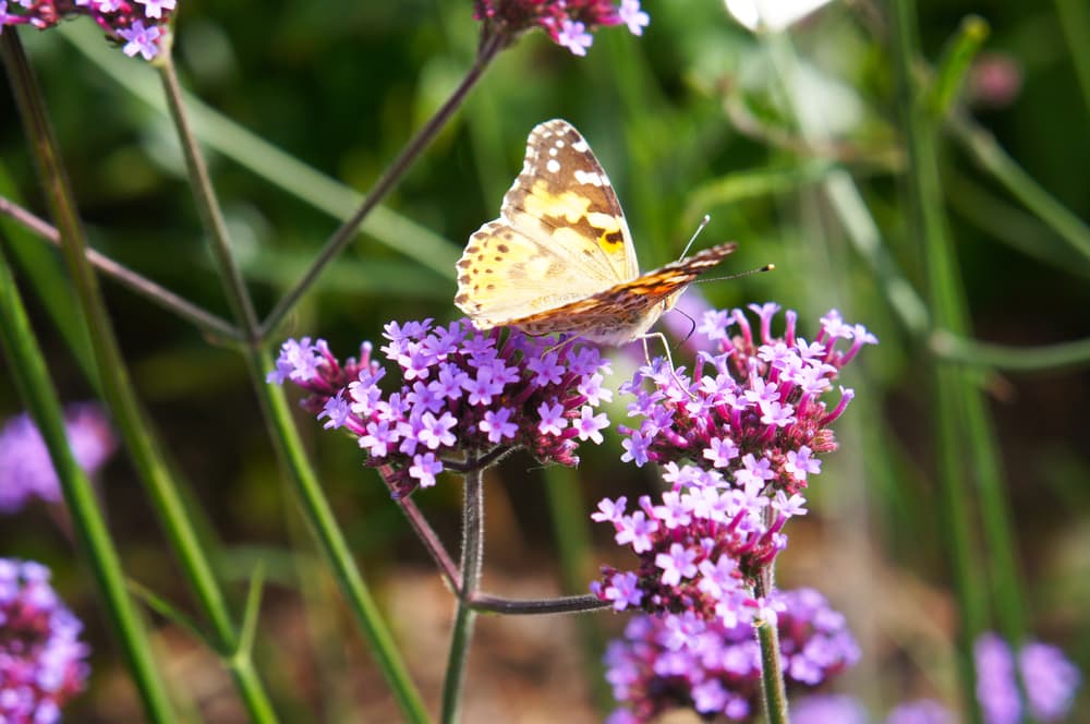 'Lollipop' Verbena with many tiny pink star-shaped flowers