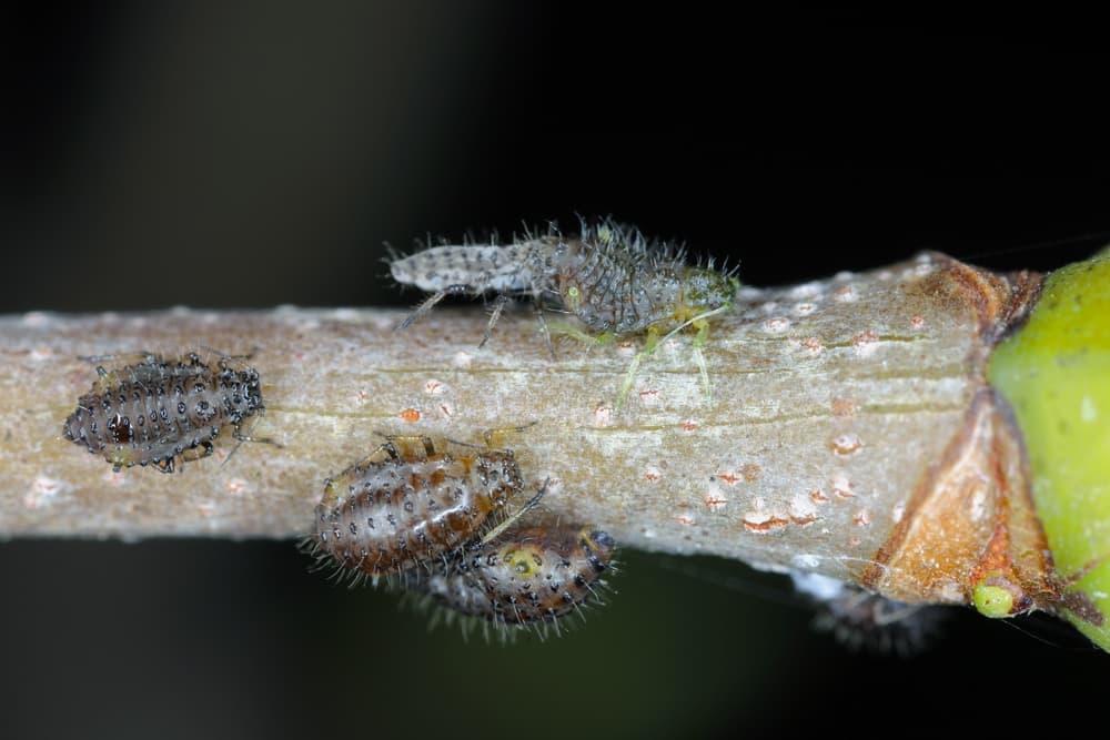 magnified view of aphids on the stem of a Acer platanoides tree