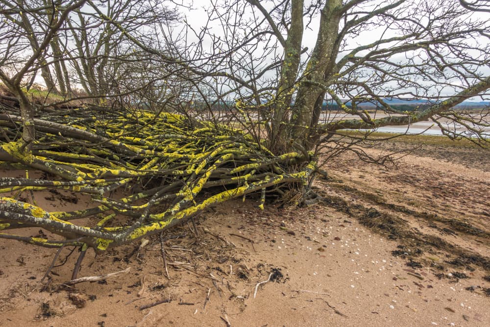 Acer pseudoplatanus with roots showing in a very exposed location