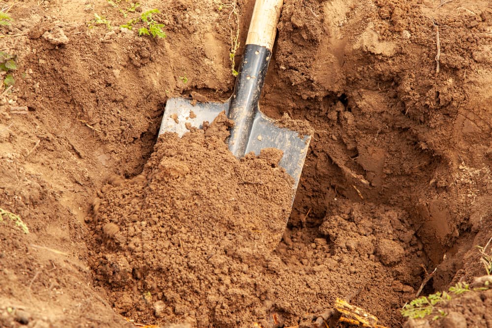 shovel being used to prepare a planting hole