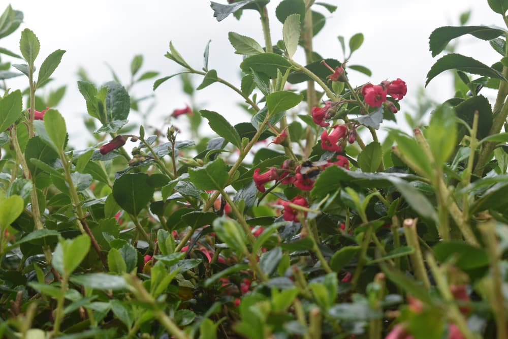 pink flowering escallonia with recently trimmed stems in the foreground
