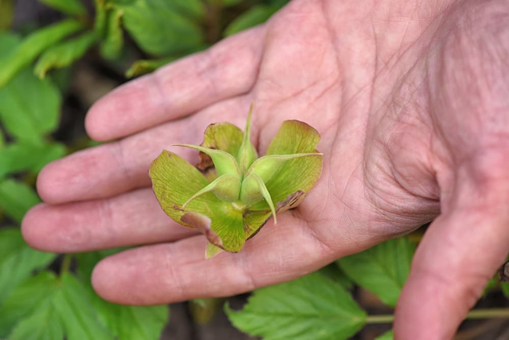 the seed pod of a hellebore flower held in the palm of a hand