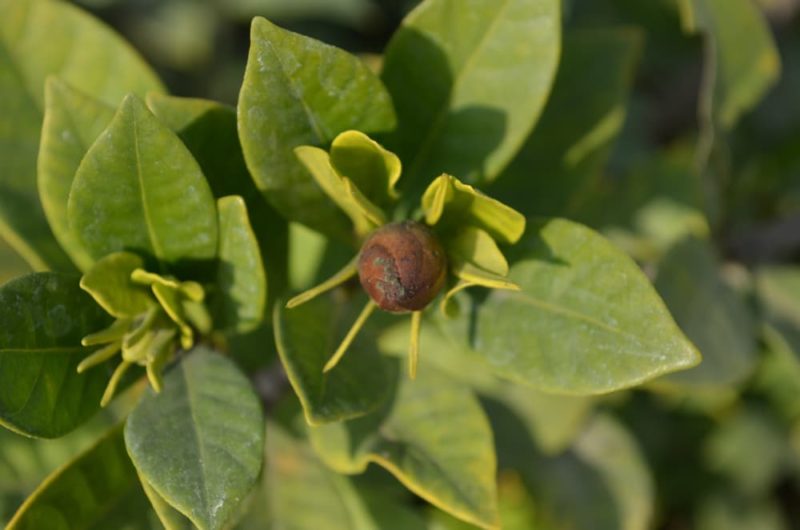 3 Reasons Your Camellia Buds Are Dropping / Not Flowering