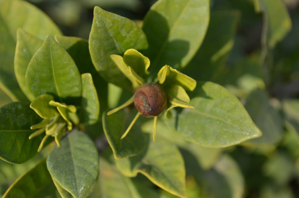 bud of a camellia flower turning black and ready to drop