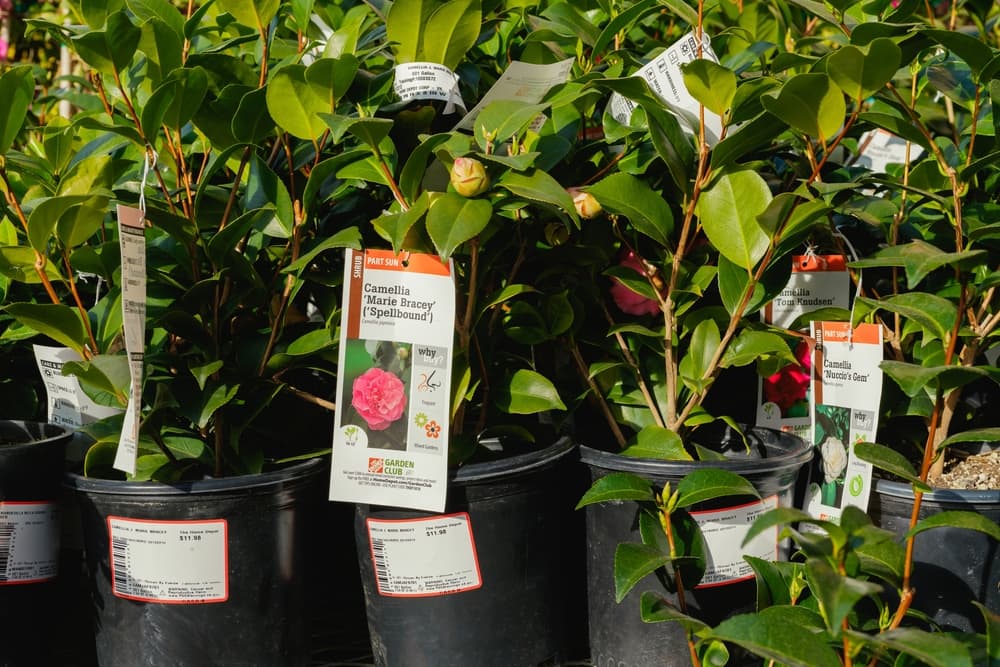 multiple varieties of camellia growing in a plant nursery, including 'Marie Bracey' and 'Nuccio's Gem'