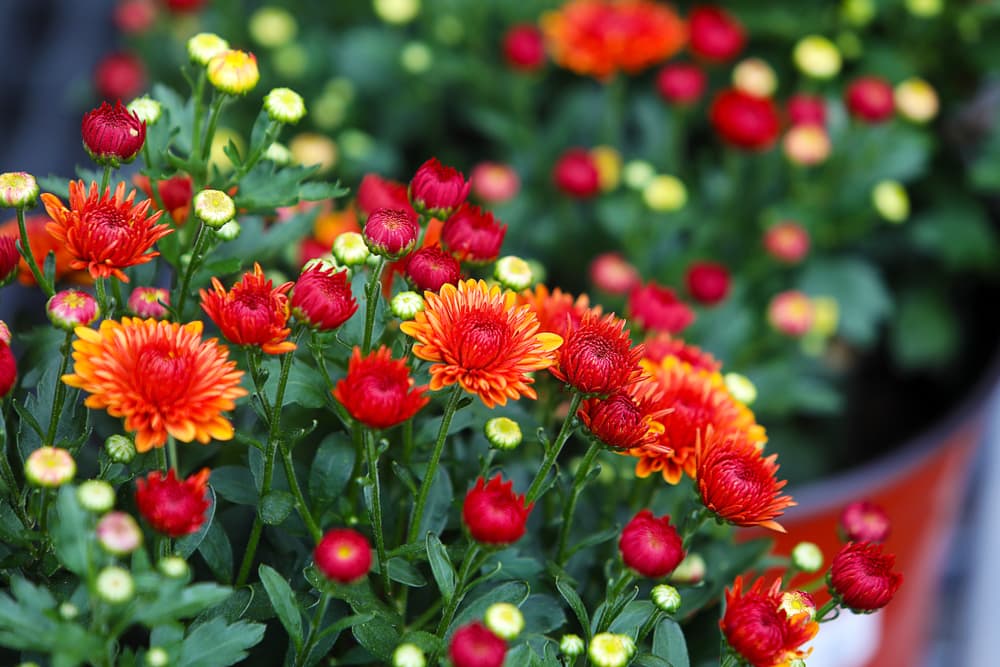 red coloured hardy mums growing in pots
