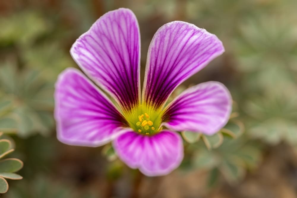 magnified veined flower of o. enneaphylla in pink, white and yellow