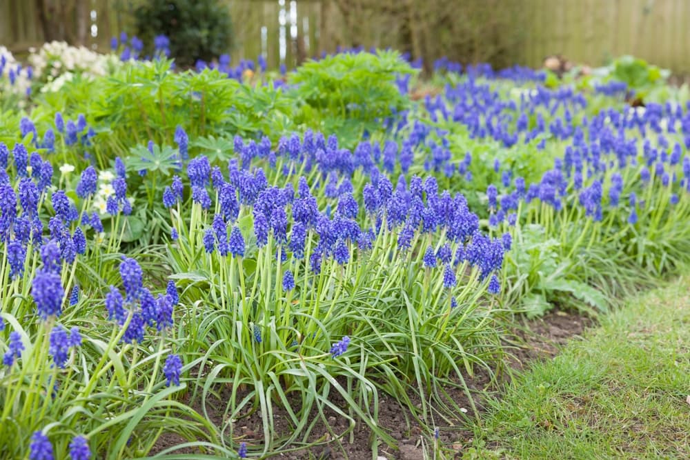 upright blue flowers of M. armeniacum growing in a large garden border