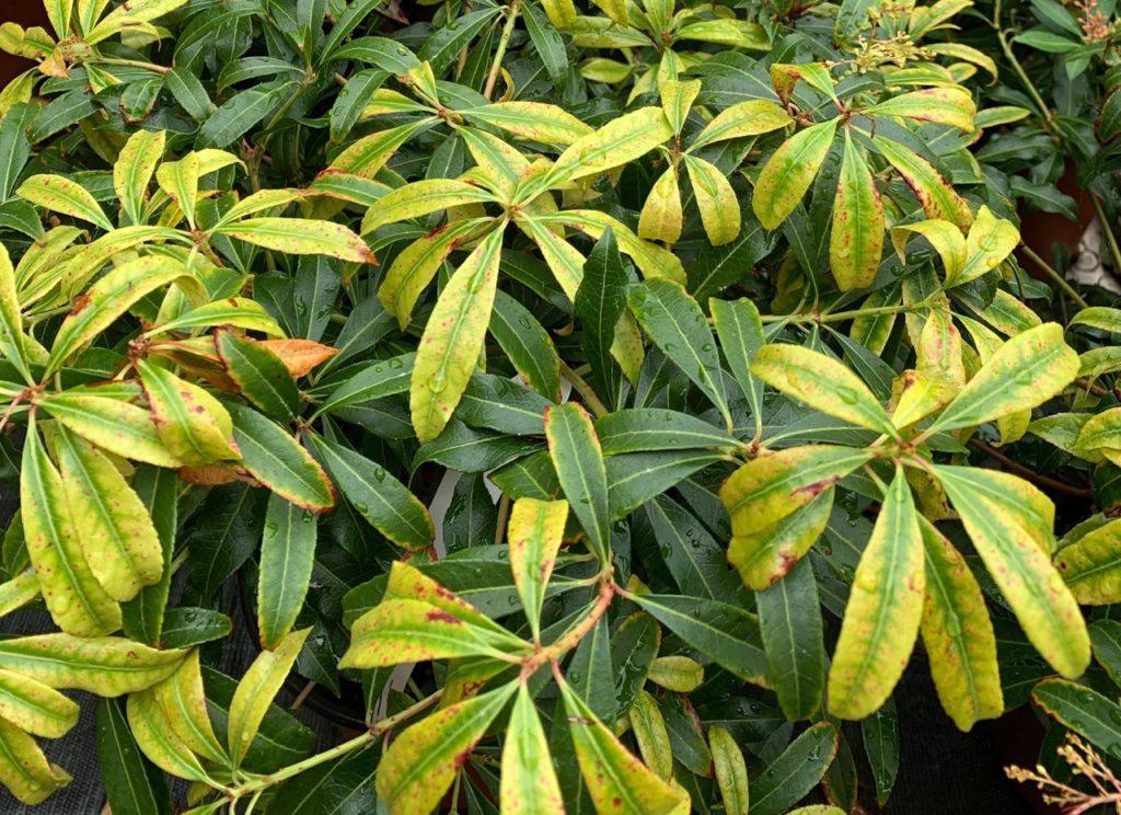 pieris plant with leaves that are tinged with yellow, some of which have brown rusty spots