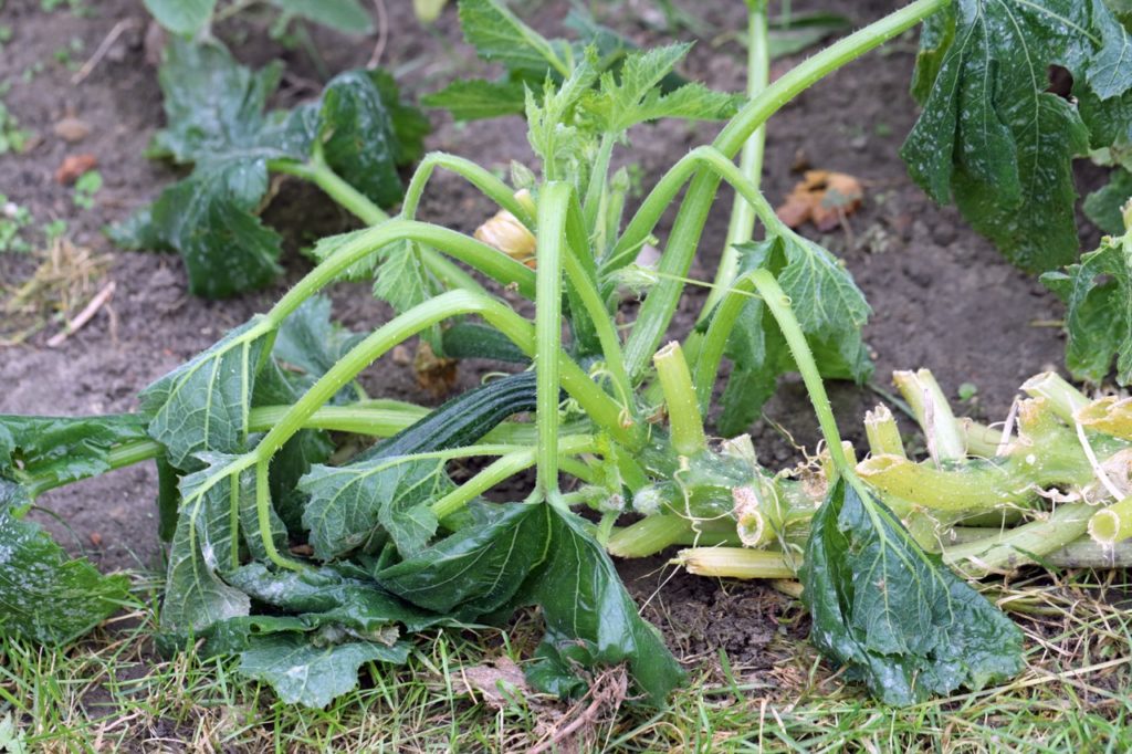 an old courgette plant with wilting stems and leaves