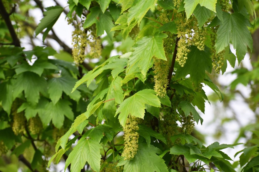 creamy catkins dangling on an acer tree with palm-shaped foliage