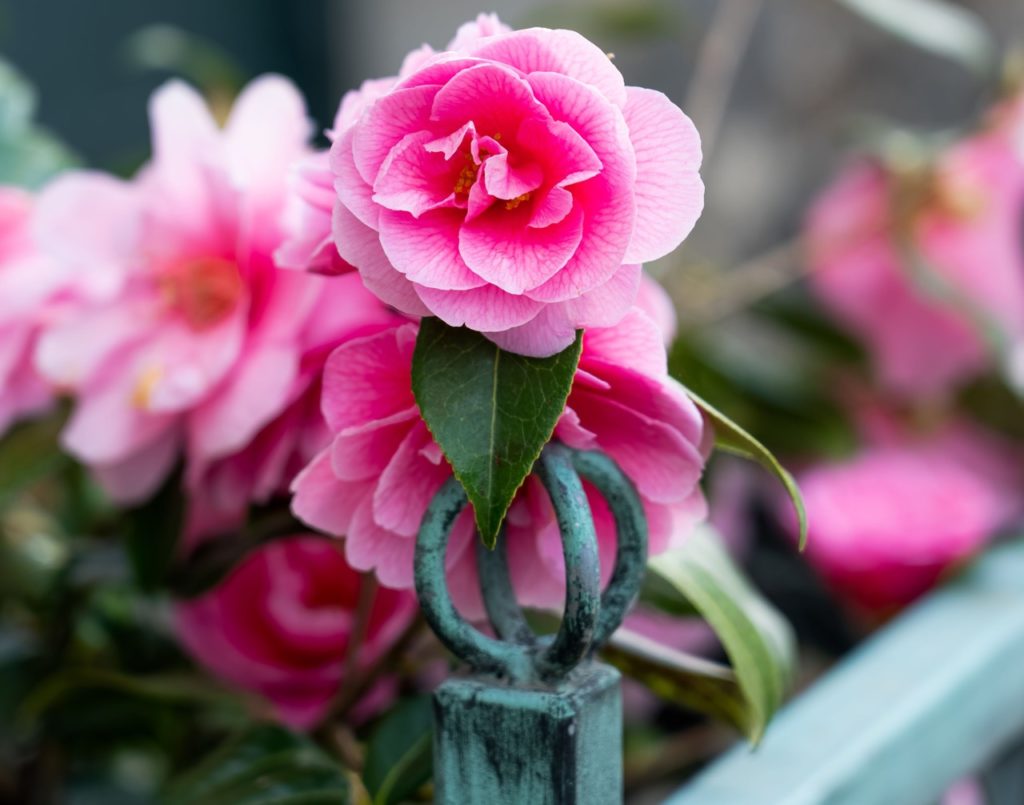 bright pink layered flowers from a C. japonica plant growing in a metal frame