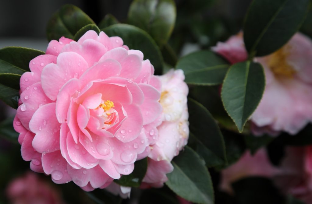 pink rosette-forming blooms on a camellia surrounded by serrulate leaves and covered in raindrops