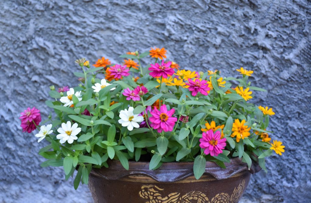 lots of pink, yellow, orange and white daisy-like zinnias growing in a brown pot in front of a wall